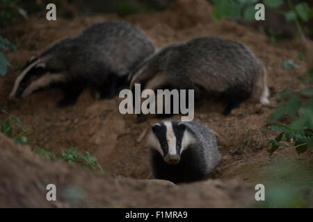 I giovani europei Badger / Europaeischer Dachs ( Meles meles ) furtività badger's sett. Foto Stock