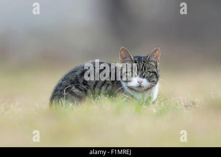 Felis silvestris catus / gatto domestico, gatto, Hauskatze, Katze con gli occhi limpidi giace in gras guardando al fotografo, Europa. Foto Stock