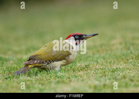 Europeo per adulti picchio verde / Gruenspecht ( Picus viridis ) alimentazione sulle formiche in un giorno di pioggia, foraggio. Foto Stock