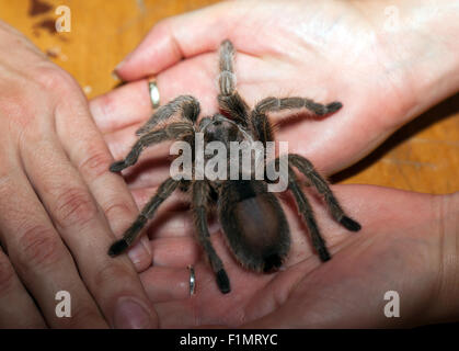 Rosa cilena Tarantola, (Grammostola rosea), durante un incontro di origine animale sessione al Wingham Wildlife Park Foto Stock