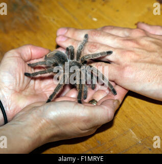 Rosa cilena Tarantola, (Grammostola rosea), durante un incontro di origine animale sessione al Wingham Wildlife Park Foto Stock