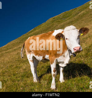 Mucca da pascolo nella Valle di Funes. Le Dolomiti del Trentino-Alto Adige. Stagione estiva. Alpi Italiane. Europa. Foto Stock