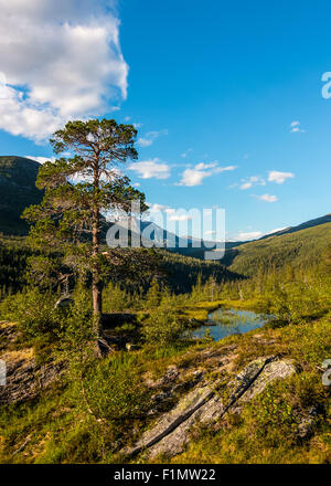 Di pino silvestre (Pinus sylvestris) in Saltfjellet-Svartisen. Foto Stock