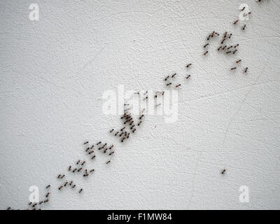 Il nero le formiche sono a seguito di ogni altro in una catena su una parete bianca su una diagonale di immagine Foto Stock