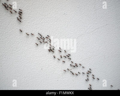 Gruppo di formiche a seguito di ogni altro in una catena su una parete bianca su una diagonale di immagine Foto Stock