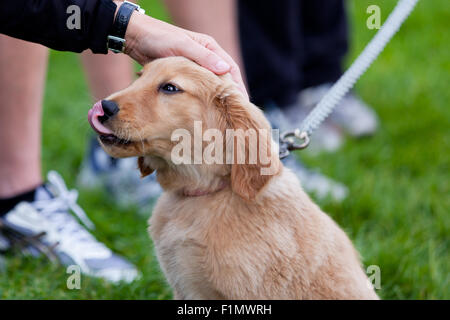 Un grazioso cucciolo soffici gode della sua prima apparizione presso il parco essendo petted da sconosciuti. Foto Stock