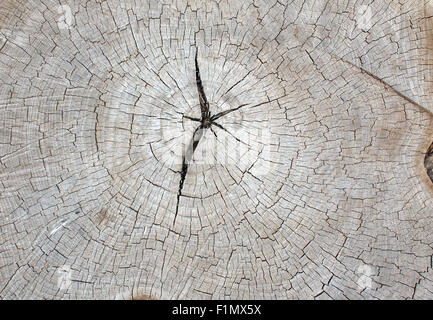 Vista dall'alto di un vecchio texture grigio del tronco di un albero con rotture radiali. Può essere utilizzato come sfondo o wallpaper Foto Stock