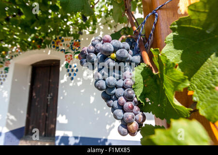 Vino ceco mazzo di uve cantina anteriore, Blatnice pod Svatym Antoninkem, Moravia, Repubblica Ceca regione vinicola Europa Foto Stock