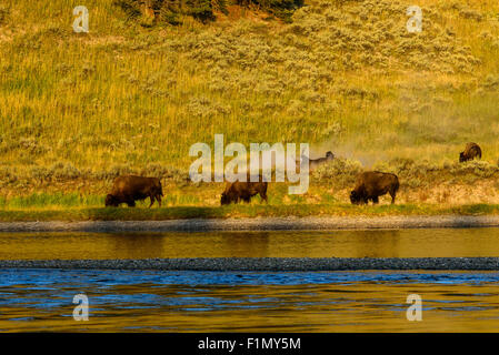 Immagini della Buffalo mandria da Hayden Valley, nel Parco Nazionale di Yellowstone, WY. Foto Stock