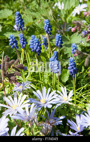 Blu giacinto di uva nel giardino fiorito Foto Stock