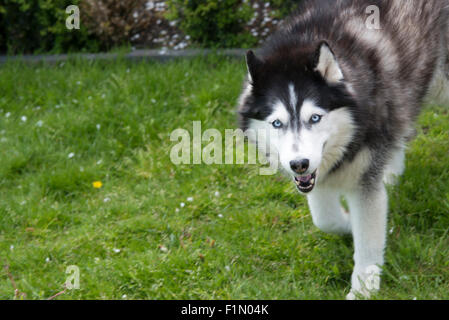 Husky cane a camminare sul giardino di erba Foto Stock