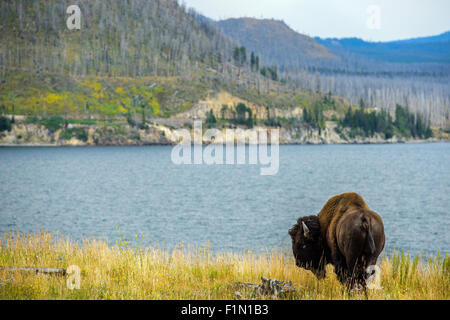 Immagini della Buffalo mandria da Hayden Valley, nel Parco Nazionale di Yellowstone, WY. Foto Stock