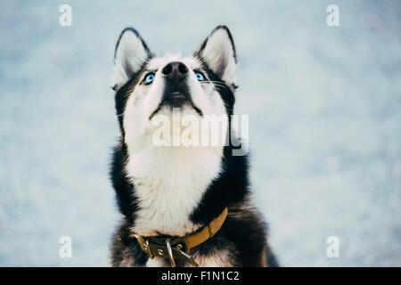 Chiudere i giovani felici Husky cucciolo di cane eschimese cercando fino all'aperto in inverno, la neve sullo sfondo Foto Stock