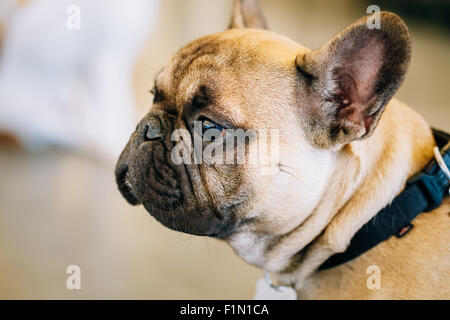 Cane bulldog francese Close Up ritratto Foto Stock