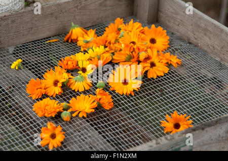 Freschi di fiori di Calendula in giardino Foto Stock