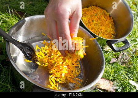 Rendendo la Pomata alla Calendula Foto Stock