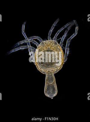 Acqua di acaro maschio dentonymph Arrenurus sp. campo oscuro fotomicrografia Foto Stock