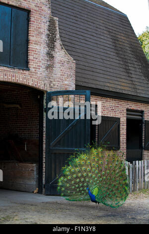 Un Pavone in piena fioritura in piedi al di fuori delle porte stabile di un fienile in mattoni casa su Middleton Place Plantation Foto Stock