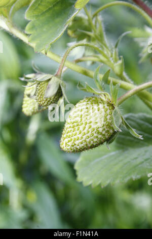 Immagine di fragola maturazione sulla pianta Fragaria x ananassa Foto Stock