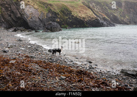 Un Border Collie che guarda al mare su una spiaggia di Pembrokeshire. Foto Stock