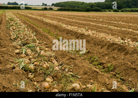 Campo di cipolle disposto in file, North Norfolk, Regno Unito Foto Stock