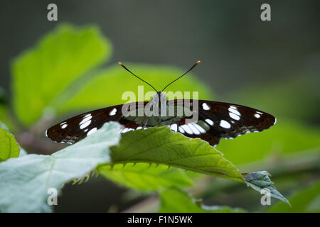 Un bianco eurasiatica Admiral (Limenitis camilla) farfalla nascosto tra foglie vista frontale closeup. Foto Stock