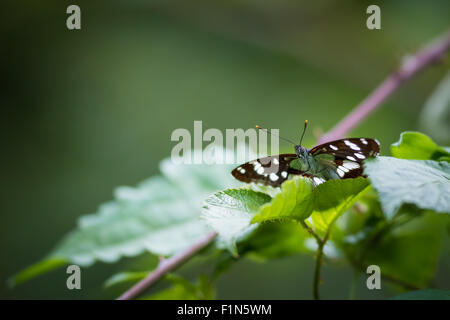 Un bianco eurasiatica Admiral (Limenitis camilla) farfalla nascosto tra foglie vista frontale closeup. Foto Stock