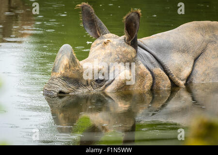 Close-up di un rinoceronte indiano prendere un bagno in un giorno di pioggia. Foto Stock