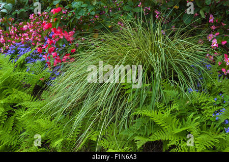 Acorus e felci in giardino Foto Stock