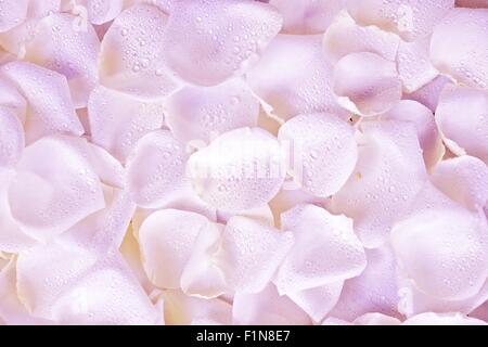 Rosa petali di rosa con gocce di rugiada sfondo. Pinky sfondo floreale Foto Stock