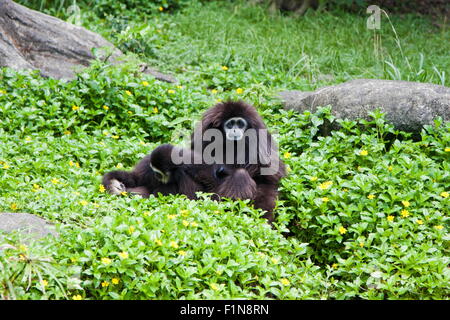 Bianco-consegnato gibbone in Taipei zoo,Hylobates lar Foto Stock