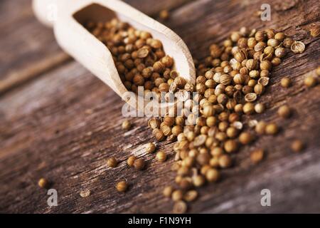 Secchi frutti di coriandolo chiamato anche i semi di coriandolo quando viene utilizzato come una spezia. Il coriandolo in piccole casette di legno scoop. Foto Stock