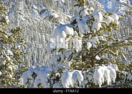 Abeti in Snow Closeup. Colorado foresta in inverno. Foto Stock