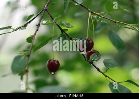 Le ciliegie sul ramoscello sotto la pioggia di estate Foto Stock