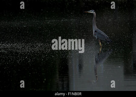 Un airone blu attende per pesce al Piper's Lagoon, British Columbia Foto Stock