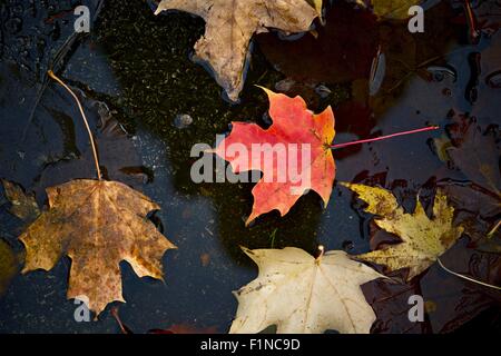 Colorati di foglie di acero in acqua - Autunno / Caduta del tema. Caduta la Raccolta di fotografia. Foto Stock