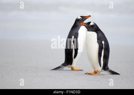 Pinguino Gentoo coppia sulla spiaggia. Foto Stock