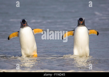 Due pinguini Gentoo provenienti dalla pesca. Isole Falkland. Foto Stock