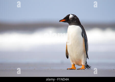 I giovani pinguini Gentoo sulla spiaggia Foto Stock