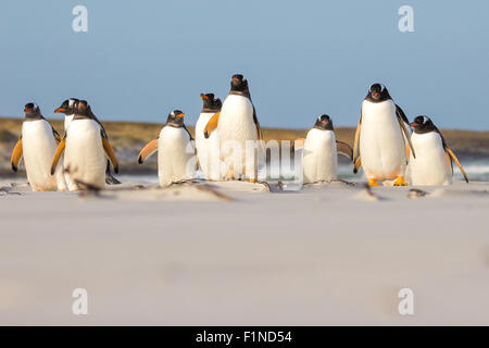 Pinguino Gentoo (Pygoscelis papua) colonia sulla spiaggia, Isole Falkland. Foto Stock