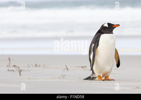 Grazioso piccolo pinguino Gentoo in appoggio sulla spiaggia. Isole Falkland Foto Stock