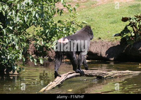 Celebes crested (nero) macaco (Macaca nigra) attraversando un flusso, camminando su un albero caduto Foto Stock