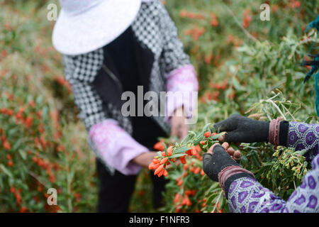 Golmud, la Cina della Provincia di Qinghai. 2 Sep, 2015. Gli agricoltori pick wolfberry cinese in Dagele township di Golmud, a nord-ovest della Cina di Provincia di Qinghai, Sett. 2, 2015. Il secondo lotto di wolfberry cinese Nel Qinghai Qaidam del bacino ha inserito la stagione di mietitura. © Wu pista/Xinhua/Alamy Live News Foto Stock