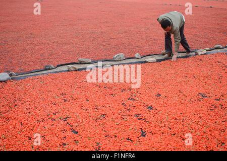 Golmud, la Cina della Provincia di Qinghai. 2 Sep, 2015. Un agricoltore arie raccolte wolfberry cinese in Dagele township di Golmud, a nord-ovest della Cina di Provincia di Qinghai, Sett. 2, 2015. Il secondo lotto di wolfberry cinese Nel Qinghai Qaidam del bacino ha inserito la stagione di mietitura. © Wu pista/Xinhua/Alamy Live News Foto Stock