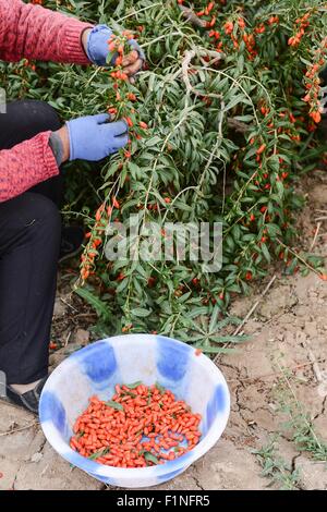 Golmud, la Cina della Provincia di Qinghai. 2 Sep, 2015. Un contadino raccoglie wolfberry cinese in Dagele township di Golmud, a nord-ovest della Cina di Provincia di Qinghai, Sett. 2, 2015. Il secondo lotto di wolfberry cinese Nel Qinghai Qaidam del bacino ha inserito la stagione di mietitura. © Wu pista/Xinhua/Alamy Live News Foto Stock