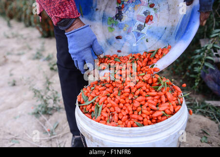 Golmud, la Cina della Provincia di Qinghai. 2 Sep, 2015. Un contadino raccoglie wolfberry cinese in Dagele township di Golmud, a nord-ovest della Cina di Provincia di Qinghai, Sett. 2, 2015. Il secondo lotto di wolfberry cinese Nel Qinghai Qaidam del bacino ha inserito la stagione di mietitura. © Wu pista/Xinhua/Alamy Live News Foto Stock