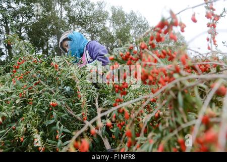 Golmud, la Cina della Provincia di Qinghai. 2 Sep, 2015. Un contadino raccoglie wolfberry cinese in Dagele township di Golmud, a nord-ovest della Cina di Provincia di Qinghai, Sett. 2, 2015. Il secondo lotto di wolfberry cinese Nel Qinghai Qaidam del bacino ha inserito la stagione di mietitura. © Wu pista/Xinhua/Alamy Live News Foto Stock