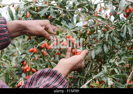 Golmud, la Cina della Provincia di Qinghai. 2 Sep, 2015. Un contadino raccoglie wolfberry cinese in Dagele township di Golmud, a nord-ovest della Cina di Provincia di Qinghai, Sett. 2, 2015. Il secondo lotto di wolfberry cinese Nel Qinghai Qaidam del bacino ha inserito la stagione di mietitura. © Wu pista/Xinhua/Alamy Live News Foto Stock