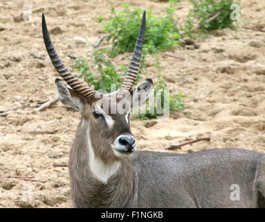 Maschio Ellipsen africana waterbuck (Kobus ellipsiprymnus ellipsiprymnus) Foto Stock