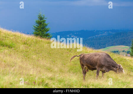 Mucca mangia l'erba nei Carpazi Foto Stock